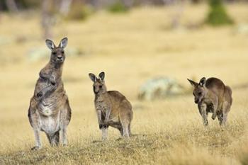 Eastern Grey Kangaroo group standing upright | Obraz na stenu