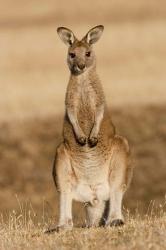 Eastern Grey Kangaroo portrait frontal | Obraz na stenu