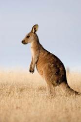 Eastern Grey Kangaroo portrait lateral view | Obraz na stenu