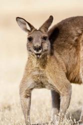 Eastern Grey Kangaroo portrait | Obraz na stenu