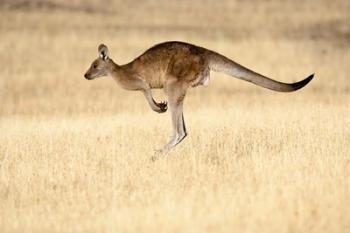Eastern Grey Kangaroo, Tasmania, Australia | Obraz na stenu