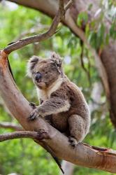 Koala wildlife in tree, Australia | Obraz na stenu