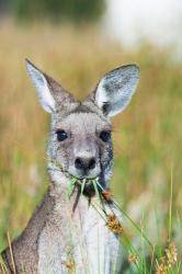 Eastern grey kangaroo eating, Australia | Obraz na stenu