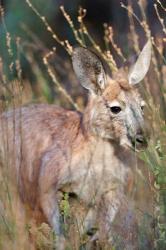 Red kangaroo (Macropus rufus), Australia | Obraz na stenu