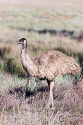 Emu wildlife, Australia | Obraz na stenu