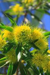 A Bright Yellow Wattle Tree In Suburban Cairns, Queensland, Australia | Obraz na stenu