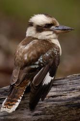 Laughing kookaburra bird, Stradbroke Island, Australia | Obraz na stenu