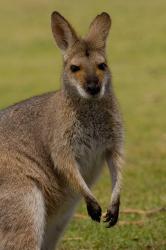 Pretty-faced Wallaby wildlife, AUSTRALIA | Obraz na stenu