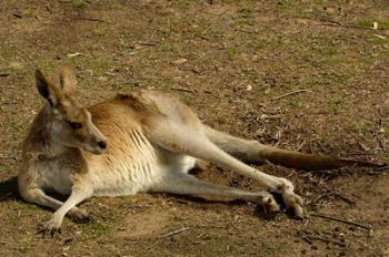 Eastern Grey Kangaroo, Queensland AUSTRALIA | Obraz na stenu