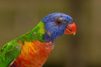 Rainbow Lorikeet bird, Queensland AUSTRALIA | Obraz na stenu