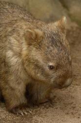 Common Wombat, Marsupial, Australia | Obraz na stenu