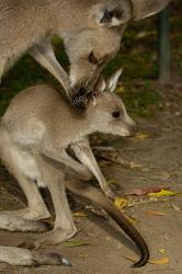 Eastern Grey Kangaroo with baby, Queensland AUSTRALIA | Obraz na stenu