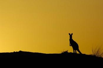 Silhouette of Kangaroo, Australia | Obraz na stenu