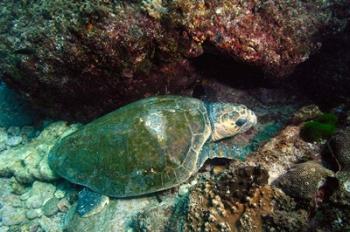 Loggerhead Turtle, Stradbroke Queensland, Australia | Obraz na stenu