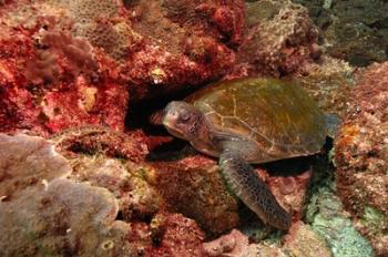 Green turtle, Stradbroke Island, Queensland, Australia | Obraz na stenu