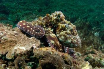 Marine Life, Octopus, coral reef, Stradbroke, Australia | Obraz na stenu