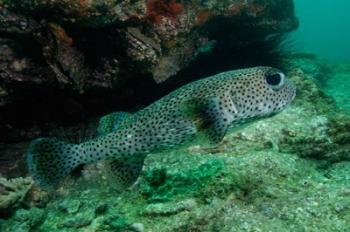 Black-spotted Porcupinefish, North Stradbroke, Australia | Obraz na stenu