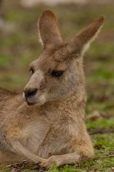 Eastern Grey Kangaroo resting, Queensland, Australia | Obraz na stenu