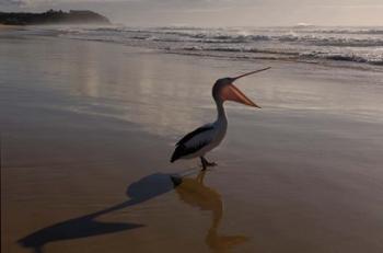 Australian pelican bird on the beach, Stradbroke Island, Australia | Obraz na stenu