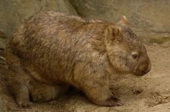 Common Wombat, baby in pouch, captive, Australia | Obraz na stenu