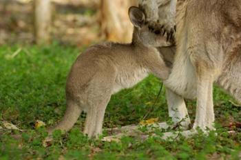 Australia, Queensland, Eastern Grey Kangaroo and joey | Obraz na stenu