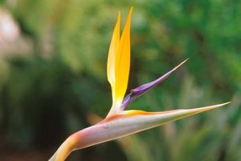 Australia, Queensland, Bird of paradise flower garden | Obraz na stenu