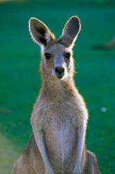 Australia, Yamba Golf Course, Eastern Grey Kangaroo | Obraz na stenu