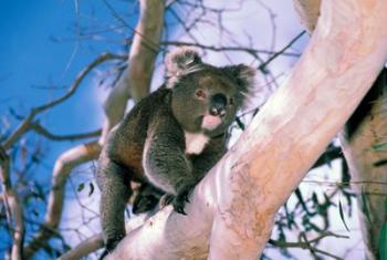 Australia, Kangaroo Isl, Koala bear, eucalypytus tree | Obraz na stenu