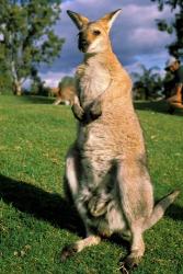 Kangaroo, Queensland, Australia | Obraz na stenu