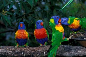 Australia, East Coast,  Lorikeets birds in a row | Obraz na stenu