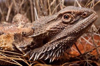 Australia, Central Bearded Dragon lizard, outback | Obraz na stenu