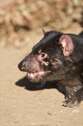 Head of Tasmanian Devil | Obraz na stenu