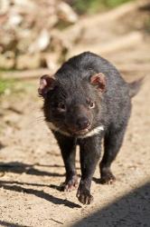 Australia, Tasmanian Devil wildlife | Obraz na stenu