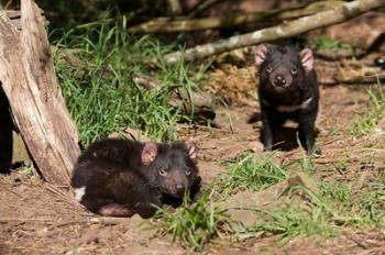 Pair of Tasmanian Devils | Obraz na stenu