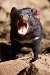 Angry Tasmanian Devil | Obraz na stenu