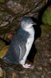 Australia, Bass Strait, Little blue penguin | Obraz na stenu