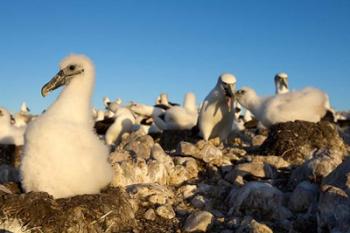 Shy Albatross chick and colony, Bass Strait, Tasmania, Australia | Obraz na stenu