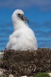 Australia, Tasmania, Bass Strait Albatross chick | Obraz na stenu