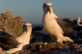 Australia, Tasmania, Bass Strait Albatross pair | Obraz na stenu