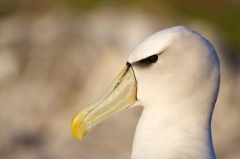 Australia, Tasmania, Bass Strait, Albatross bird head | Obraz na stenu