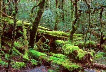 Cradle Mt and Lake St Clair National Park, Tasmania, Australia | Obraz na stenu