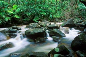 Rainforest, Daintree National Park, Queensland, Australia | Obraz na stenu