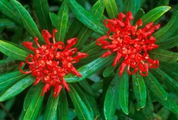 Waratah, Walls of Jerusalem National Park, Tasmania, Australia | Obraz na stenu