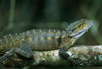 Australia, Queensland, Eastern Water Dragon lizard | Obraz na stenu