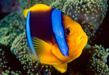 Anemonefish, Great Barrier Reef, Australia | Obraz na stenu