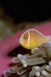 Australia, Great Barrier Reef Anemonefish | Obraz na stenu