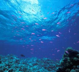 Australia, Great Barrier Reef Purple Anthias fish | Obraz na stenu