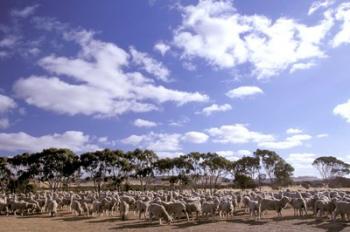 Sheep Station, Kangaroo Island, South Australia, Australia | Obraz na stenu