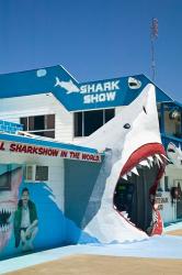 Australia, Queensland, Hervey Bay, Shark Show | Obraz na stenu