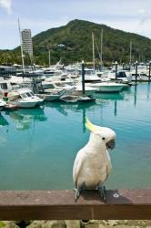 Australia, Sulphur Crested Cockatoo tropical bird | Obraz na stenu